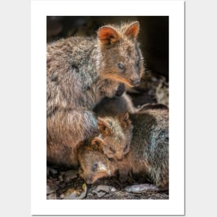 Quokka Family Posters and Art